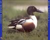 Northern Shoveler (Anas clypeata)