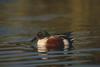 Northern Shoveler (Anas clypeata)