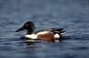 Northern Shoveler (Anas clypeata)