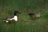 Northern Shoveler (Anas clypeata)