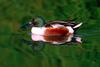 Northern Shoveler (Anas clypeata)