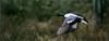 Northern Shoveler in flight (Anas clypeata)
