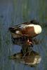 Northern Shoveler (Anas clypeata)