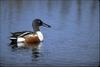 Northern Shoveler (Anas clypeata)