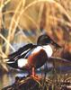 Northern Shoveler (Anas clypeata)