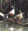 Northern Shovelers (Anas clypeata)