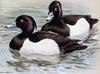 [Animal Art - Basil Ede] Tufted Ducks (Aythya fuligula)