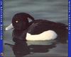 Tufted Duck (Aythya fuligula)