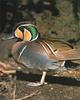 Baikal Teal (Anas formosa)