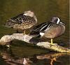 Blue-winged Teal pair (Anas discors)