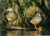 Blue-winged Teal pair (Anas discors)