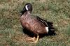 Blue-winged Teal (Anas discors)