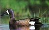 Blue-winged Teal (Anas discors)