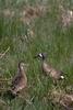 Blue-winged Teal pair (Anas discors)