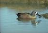 Blue-winged Teal (Anas discors)