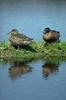 Blue-winged Teal pair (Anas discors)