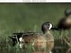 Blue-winged Teal (Anas discors)