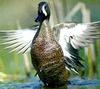 Blue-winged Teal (Anas discors)