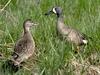 Blue-winged Teal (Anas discors)