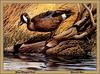 [Animal Art - Harold Roe] Blue-winged Teal pair (Anas discors)