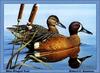 [Animal Art - Robert C. Knutson] Blue-winged Teal pair (Anas discors)