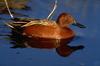 Cinnamon Teal (Anas cyanoptera)