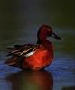 Cinnamon Teal (Anas cyanoptera)