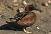 Cinnamon Teal (Anas cyanoptera)