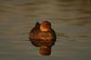 Cinnamon Teal hen (Anas cyanoptera)