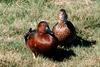 Cinnamon Teal pair (Anas cyanoptera)