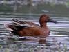 Cinnamon Teal (Anas cyanoptera)