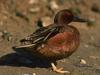 Cinnamon Teal (Anas cyanoptera)