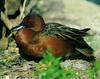 Cinnamon Teal (Anas cyanoptera)