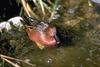 Cinnamon Teal (Anas cyanoptera)