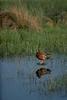 Cinnamon Teal (Anas cyanoptera)