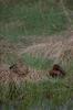 Cinnamon Teal pair on nest (Anas cyanoptera)