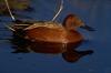 Cinnamon Teal (Anas cyanoptera)