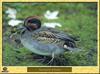 Common Teal (Anas crecca crecca)