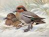 [Animal Art - Basil Ede] Common Teals (Anas crecca crecca)