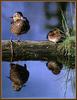 Green-winged Teal pair (Anas crecca carolinensis)