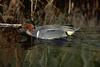 Green-winged Teal (Anas crecca carolinensis)