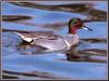 Green-winged Teal (Anas crecca carolinensis)