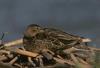 Green-winged Teal hen on nest (Anas crecca carolinensis)