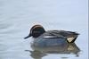 Green-winged Teal (Anas crecca carolinensis)