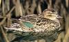 Green-winged Teal (Anas crecca carolinensis)