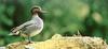 Green-winged Teal (Anas crecca carolinensis)