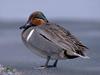 Green-winged Teal (Anas crecca carolinensis)