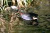 Green-winged Teal (Anas crecca carolinensis)