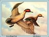 [Animal Art - John Reimers] Green-winged Teal pair taking off (Anas crecca carolinensis)
