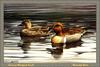 [Animal Art - Harold Roe] Green-winged Teal pair (Anas crecca carolinensis)